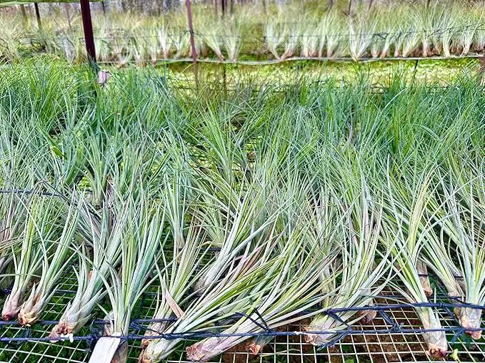 Air Plants - Tillandsia Juncea, Jumbo 8-12" - 1ct - Live Arrival Guaranteed - House Plants for Home Decor & Gift by GreenHaven Gardens