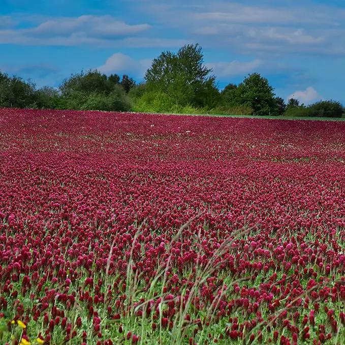 Outsidepride Crimson Clover Seeds - 10 lbs. Annual, Nitrocoated, & Inoculated Ground Cover Seeds, Ideal Clover Seed for Lawn, Cover Crop, Pasture, Hay, Green Manure & Wildlife Forage by GreenHaven Gardens