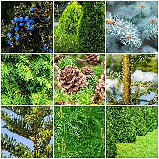 Fertilizer Spikes for Evergreen Trees & Shrubs (12 Spikes - 3.0 Lbs) by GreenHaven Gardens