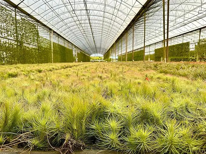 Air Plants - Tillandsia Funckiana, Large 5" - 2ct - Live Arrival Guaranteed - House Plants for Home Decor & Gift by GreenHaven Gardens
