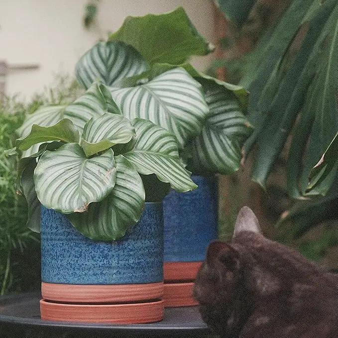 6 + 8 Inch Plant Pots, Ceramic Planter Pot with Drainage Hole & Saucer, Indoor/Outdoor Cylinder Round Planter Pot, Aqua Blue & Terracotta by GreenHaven Gardens