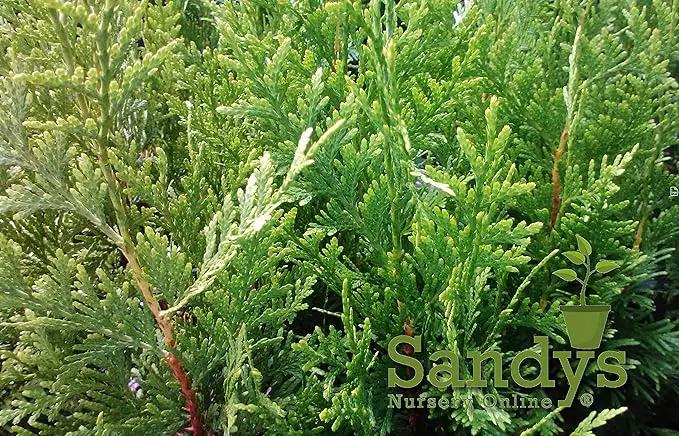 Thuja Green Giant Arborvitae Tree, Lot of 12, Quart Pot by GreenHaven Gardens