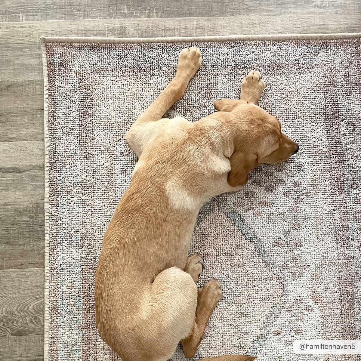 Analu Peach Washable Area Rug by Hauteloom