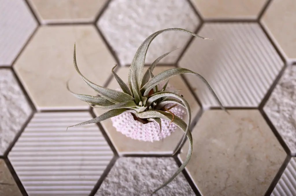 Beige 12x12 Polished Etched Hexagon Crema Marfil Marble Mosaic Tile (5 pack, 4.92 sq ft/case) by Apollo Tile