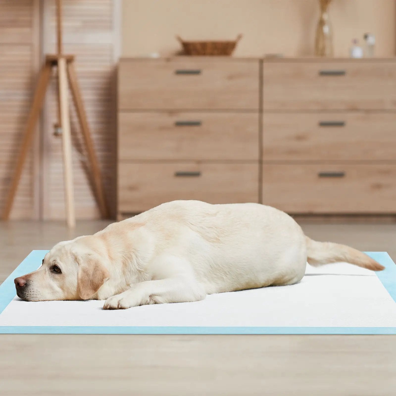 Dog and Puppy Pee Pads 36" x 36" (100 Counts) for Potty Training-Blue by DirectDeals