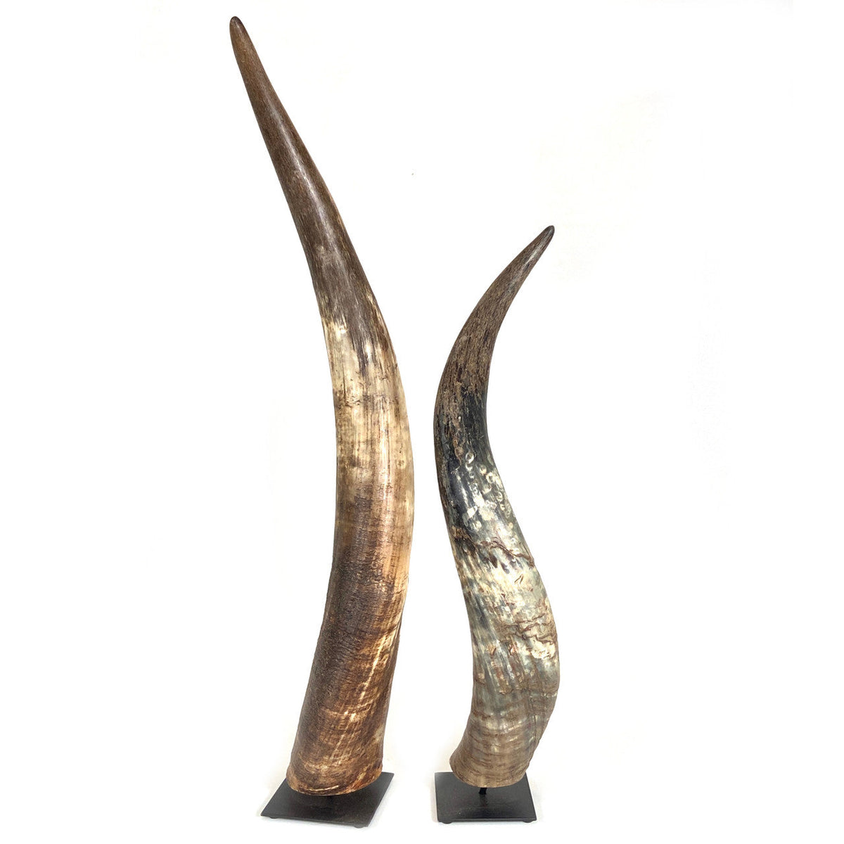 Decorative N'dama Horn, photo 2 of 4