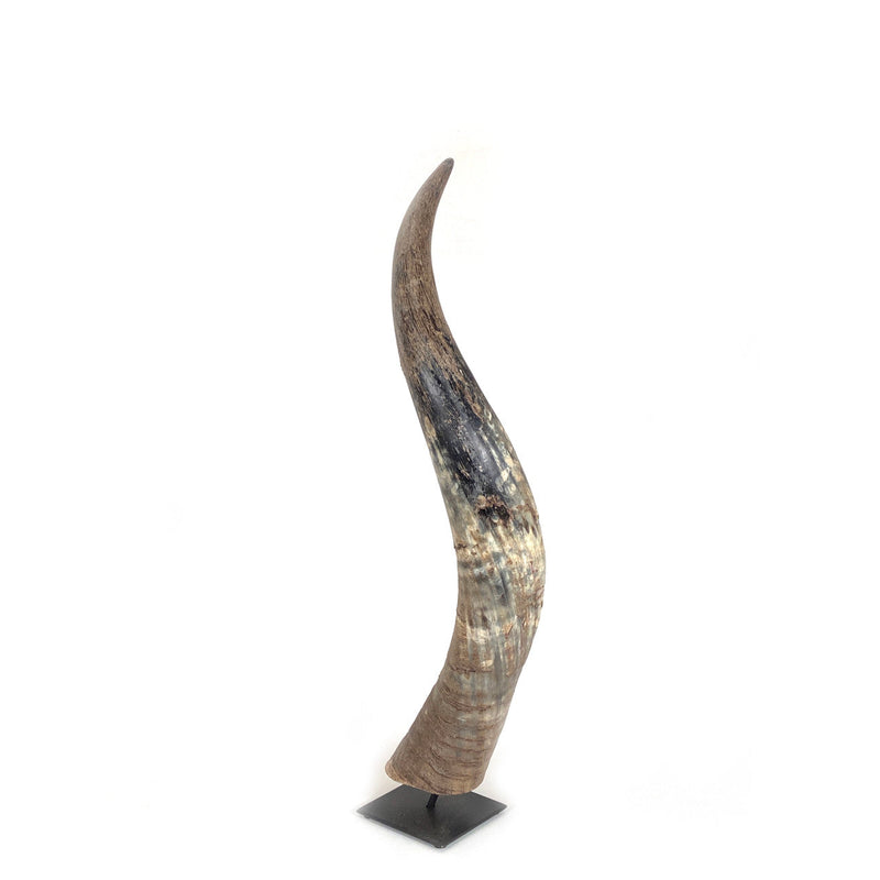 Decorative N'dama Horn, photo 4 of 4