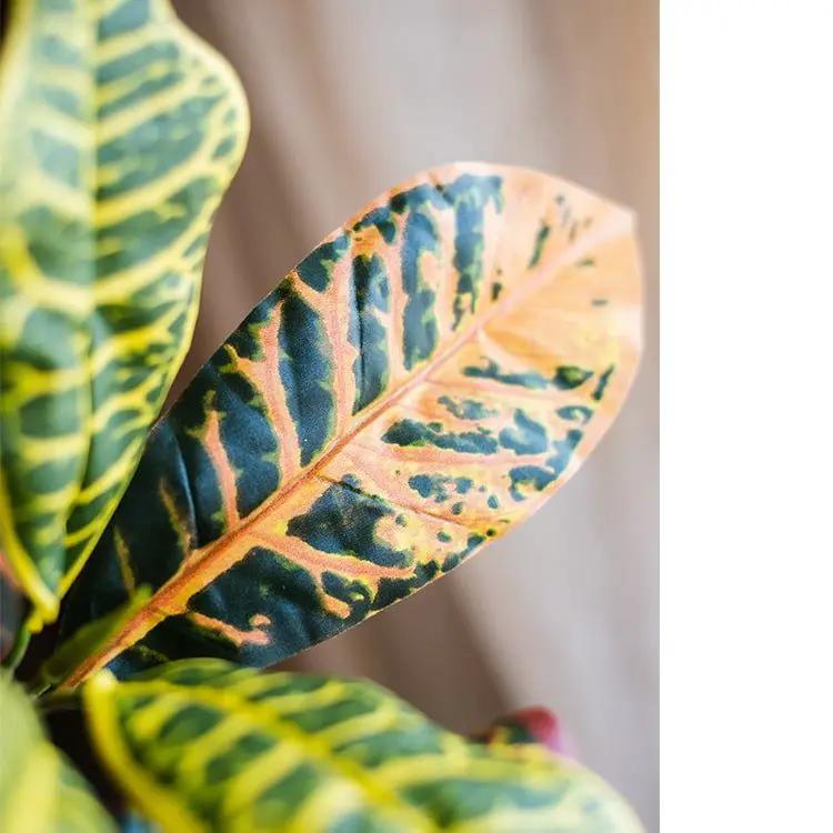 Large Leaf Artificial Croton Tree In Pot by RusticReach