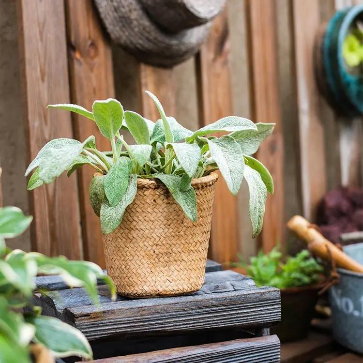 Basket Style Concrete Planter by RusticReach