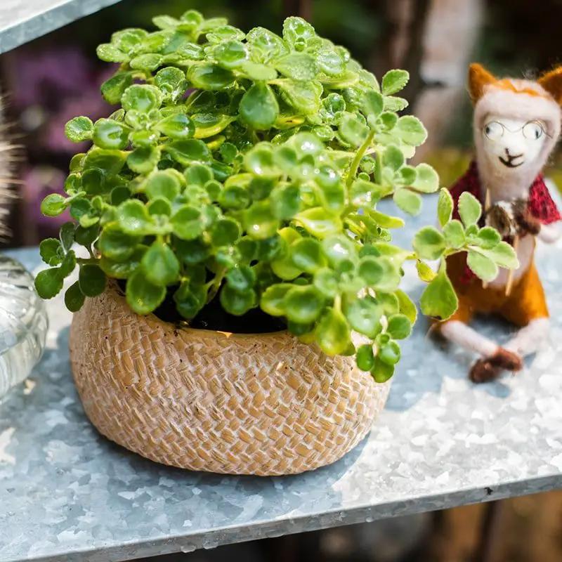 Cement Weaving Pattern Plants Container or Planter by RusticReach