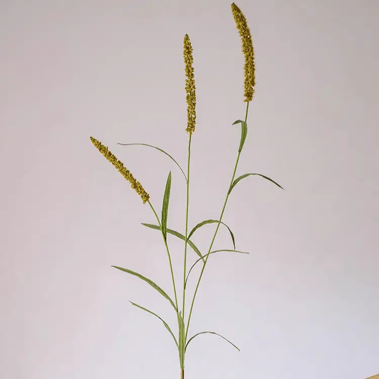 Three-Headed Dogtail Grass Stem 39" Tall by RusticReach