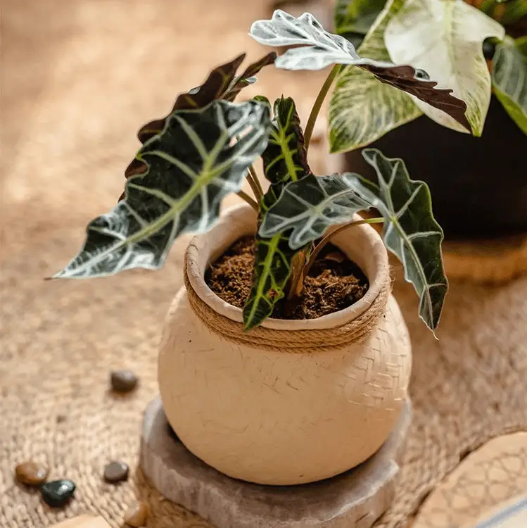 Faux Bamboo Woven Cement Planter by RusticReach