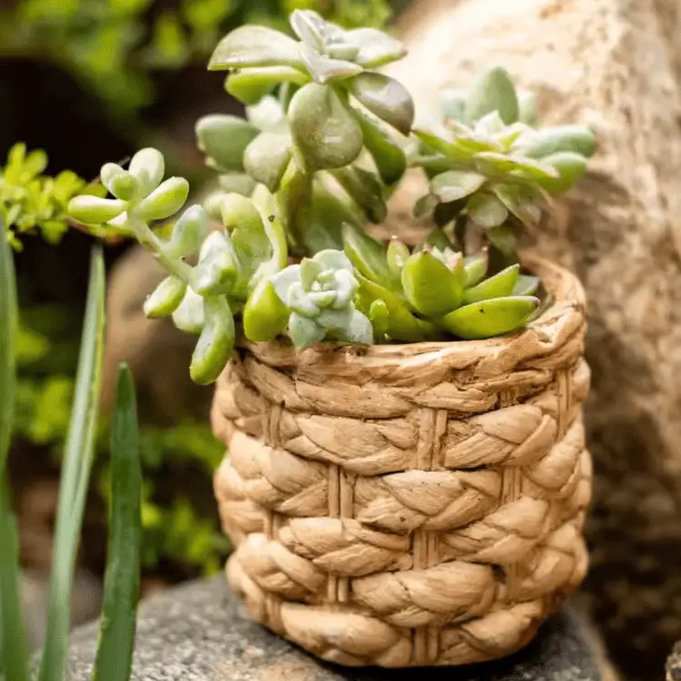 Grass Woven Looking Cement Planter by RusticReach