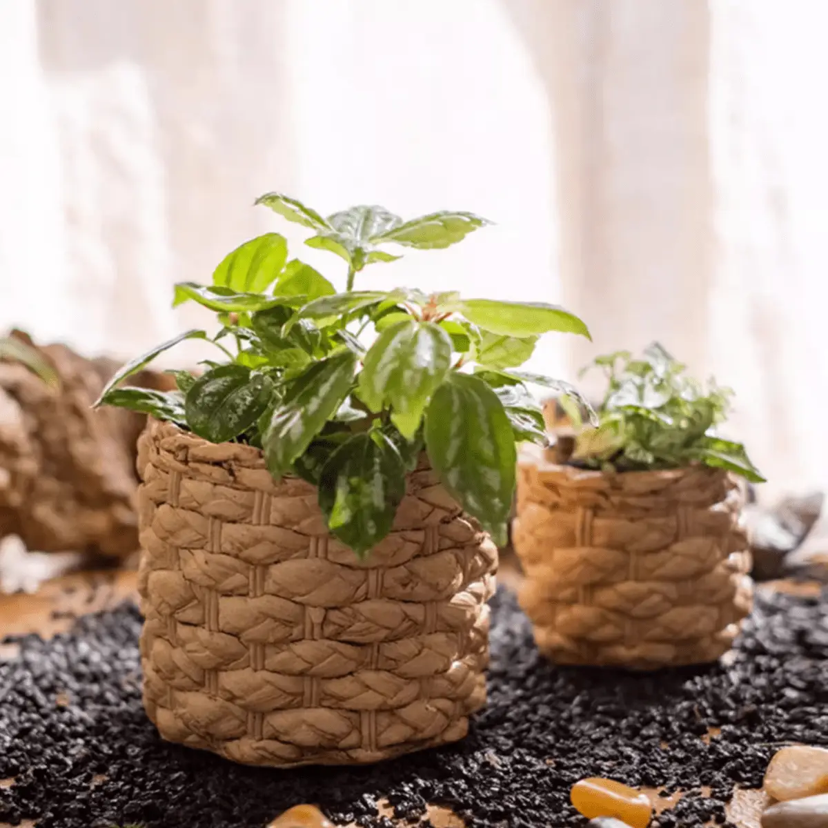 Grass Woven Looking Cement Planter by RusticReach