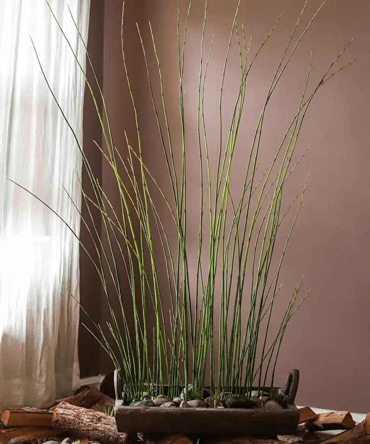 Artificial Faux Rough Horsetail Plant Long Stem 54" Tall by RusticReach
