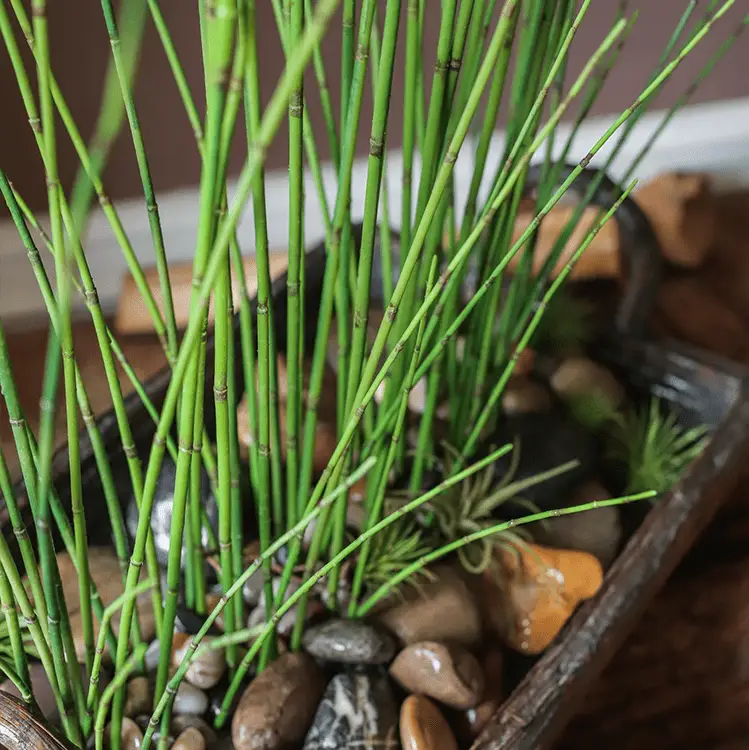 Artificial Faux Rough Horsetail Plant Long Stem 54" Tall by RusticReach