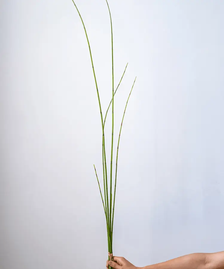 Artificial Faux Rough Horsetail Plant Long Stem 54" Tall by RusticReach