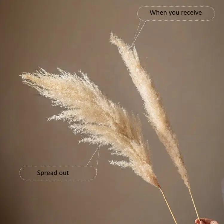 Natural Reed Stem 10 Stem Set 51" Tall by RusticReach