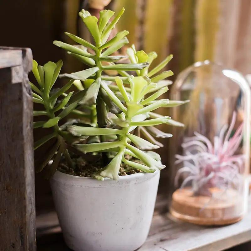 Artificial Faux Adromischus Succulent In Pot by RusticReach