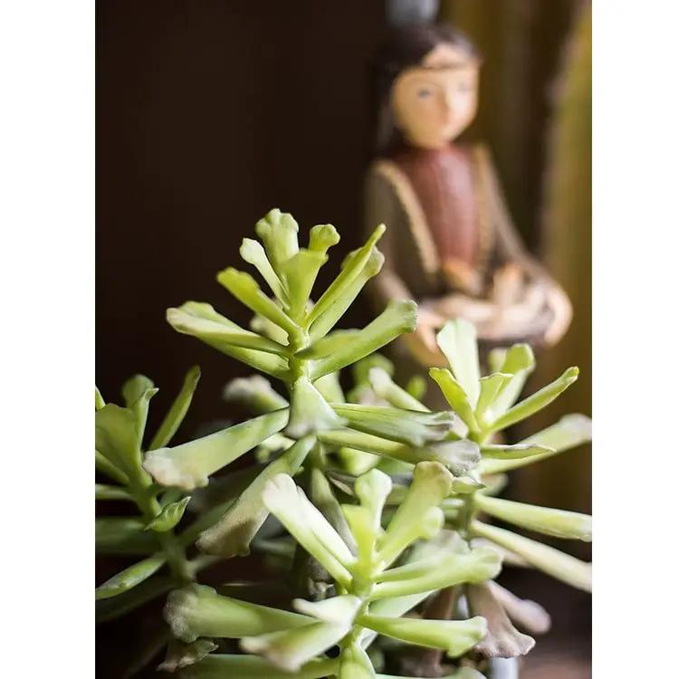 Artificial Faux Adromischus Succulent In Pot by RusticReach