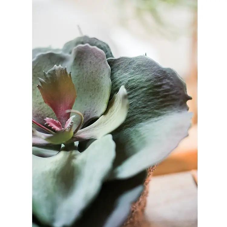 Artificial Real Touch Succulent Gigantea In Pot Faux by RusticReach