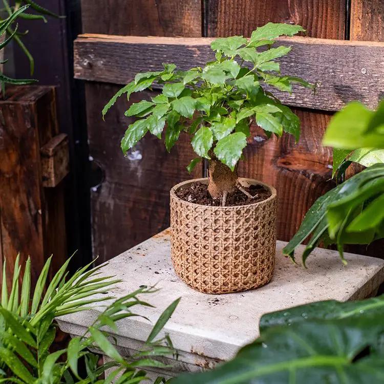 Rattan Texture Cement Planter by RusticReach