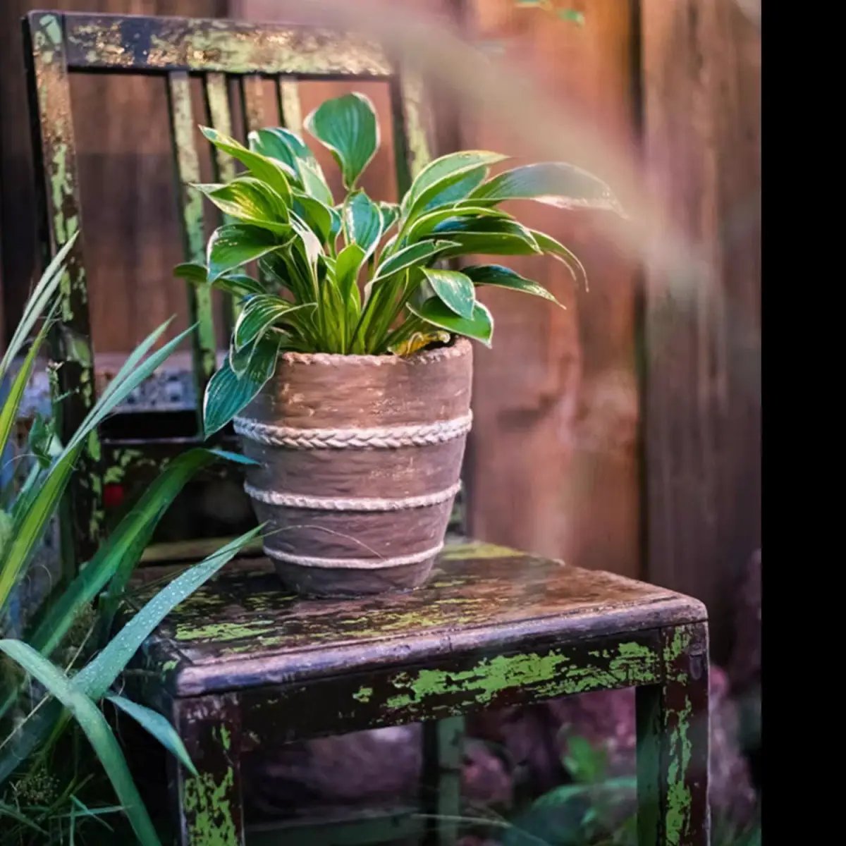 Tasha Red Terracotta Planter by RusticReach