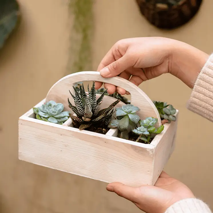 Wooden Desktop Organizer Succulent Planter by RusticReach