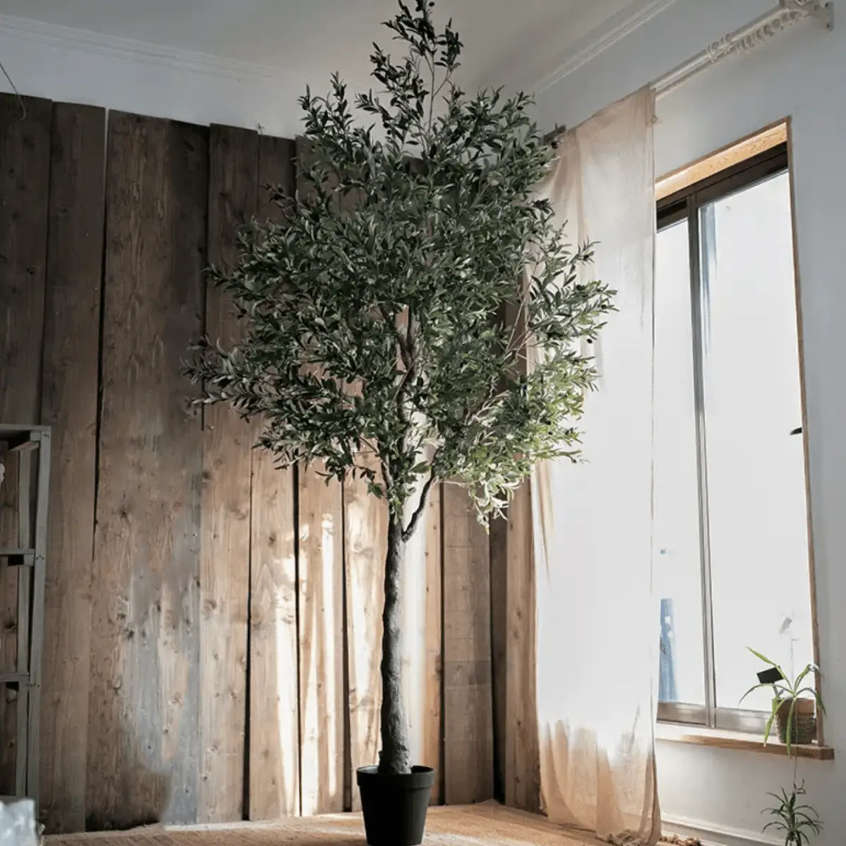 Extra Large Tall Olive Tree 118" Tall by RusticReach