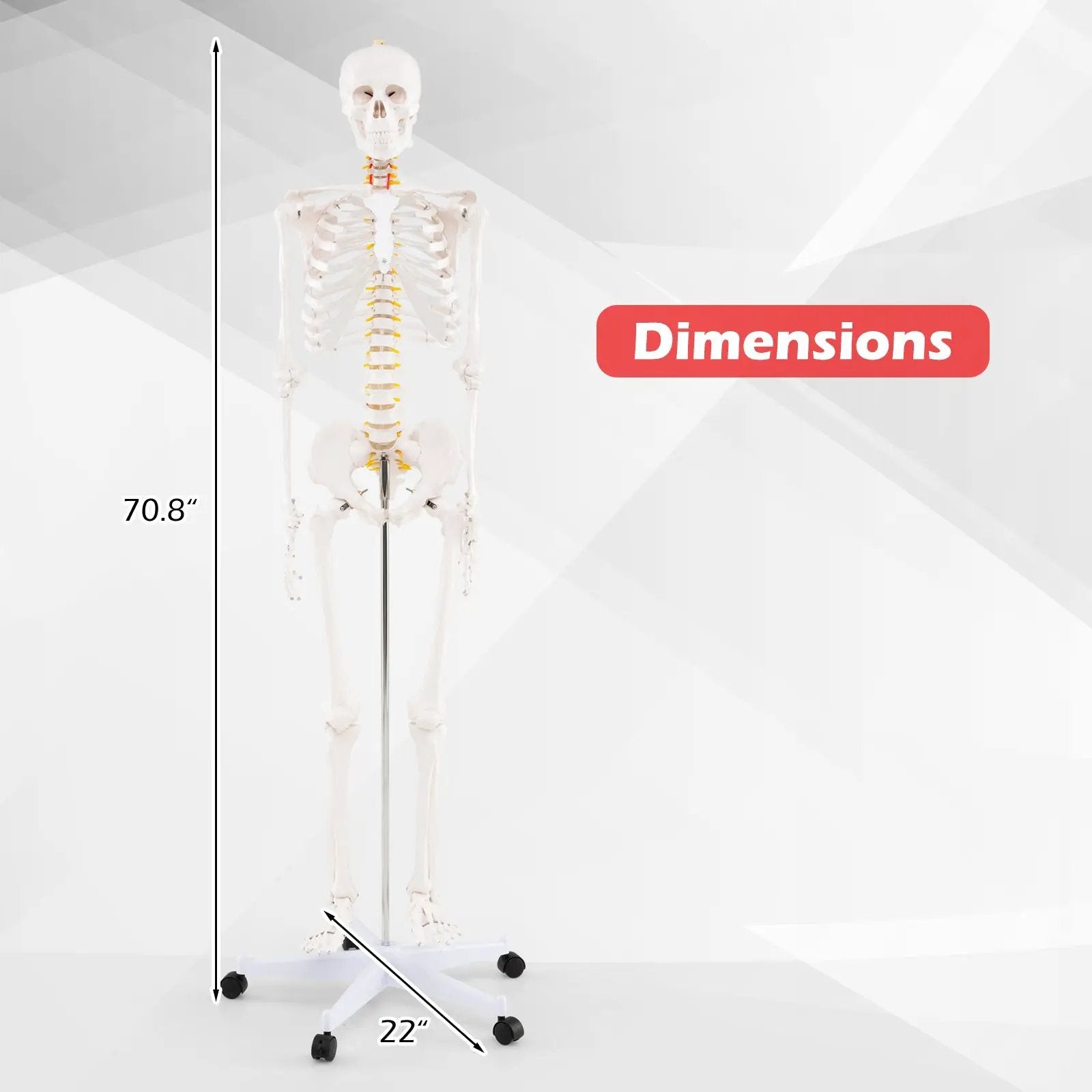 Life Size Human Skeleton Model for Anatomy Anatomical Skeleton with Nerves System by DirectDeals