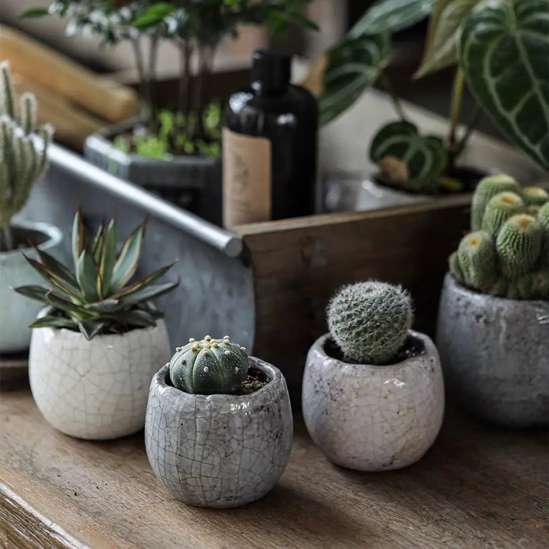 Crackle Glazed Succulent Pot Randomly Picked Set of 5 by RusticReach