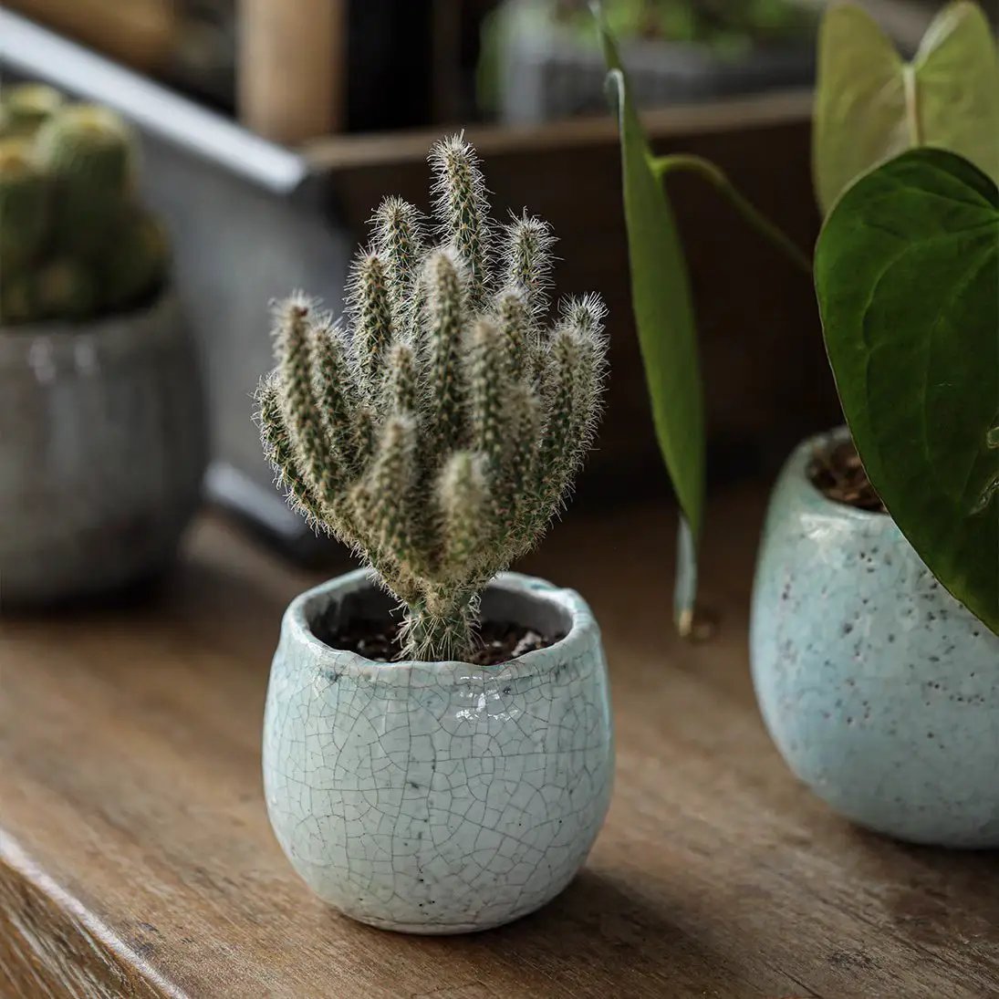 Crackle Glazed Succulent Pot Randomly Picked Set of 5 by RusticReach