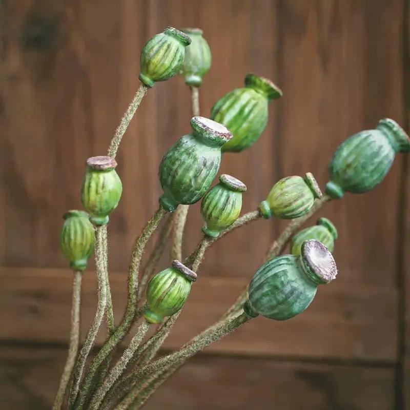 Green Poppy Fruit Stem 30.7" Tall 3-Stem Bundle by RusticReach