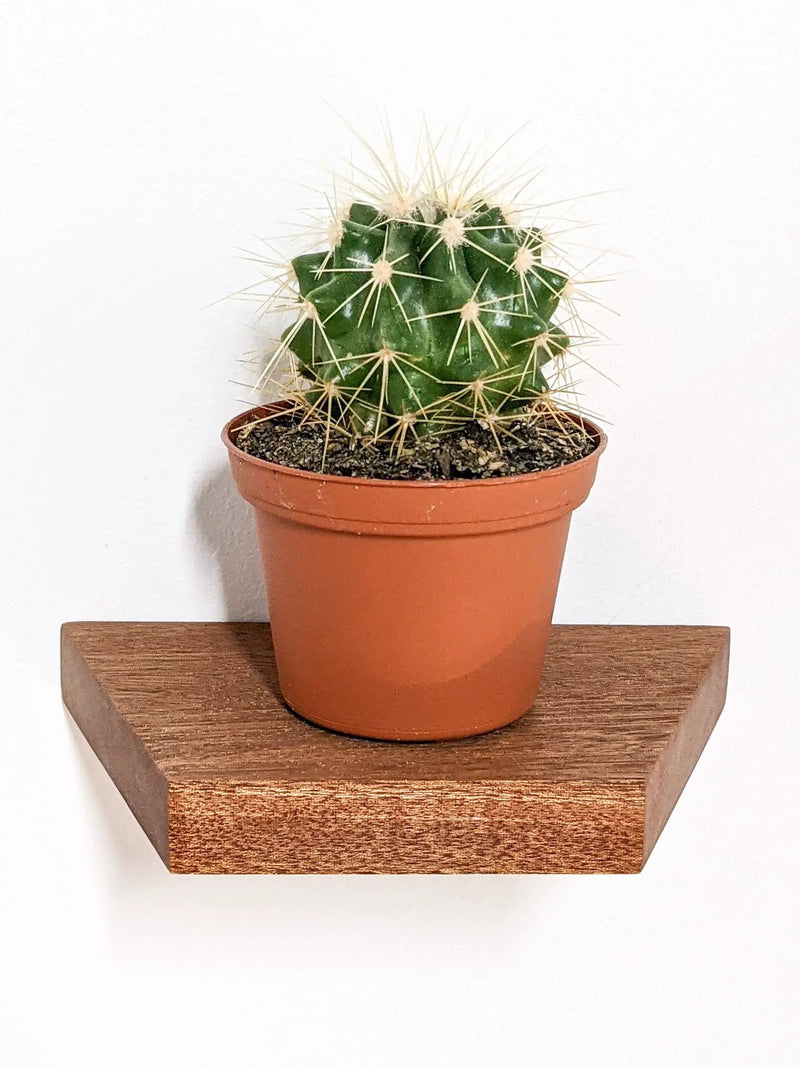 Small Trapezoid Display Shelf in Oak by NookWoodworking