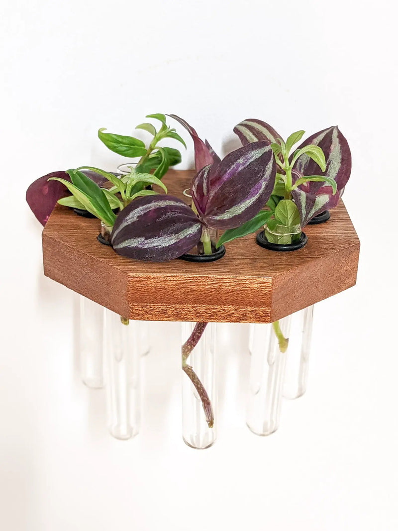 Octagon Propagation Station Shelf for Plant Cuttings by NookWoodworking