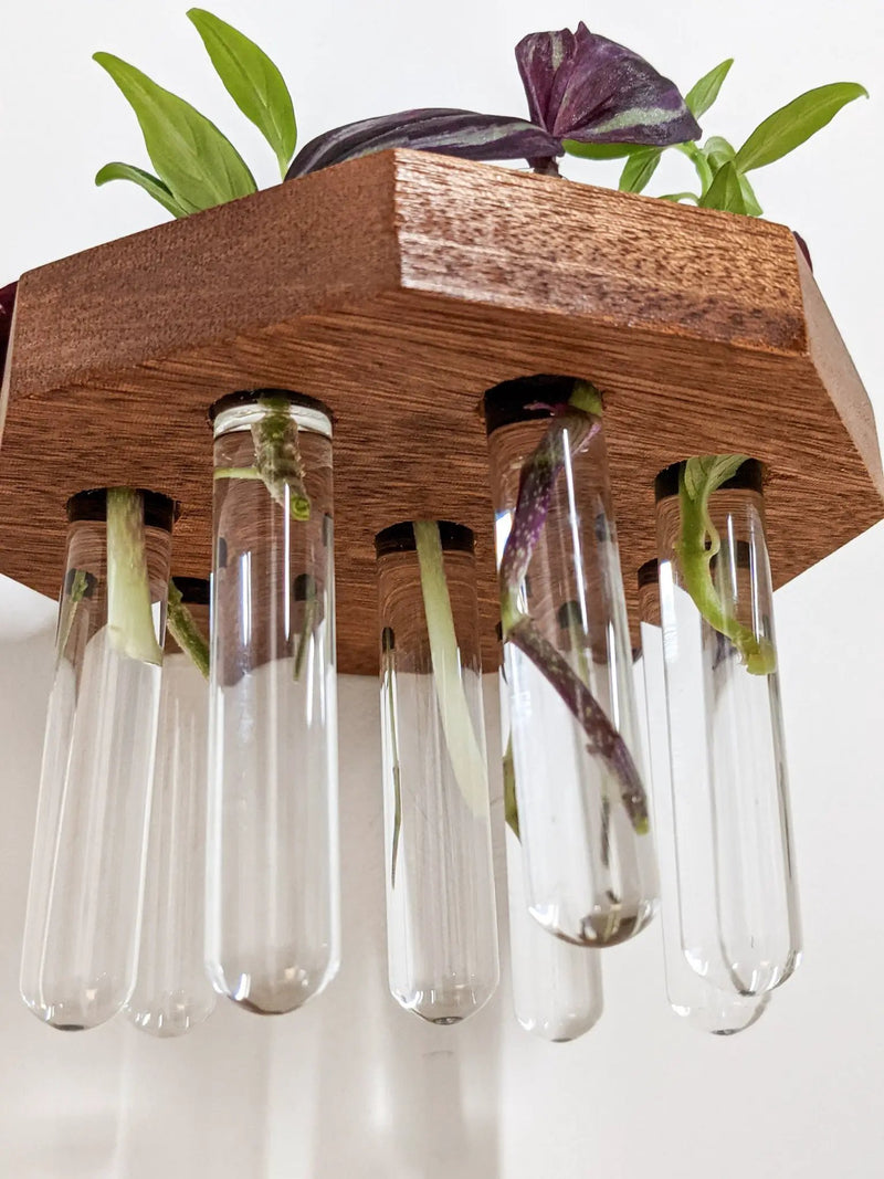 Octagon Propagation Station Shelf for Plant Cuttings by NookWoodworking