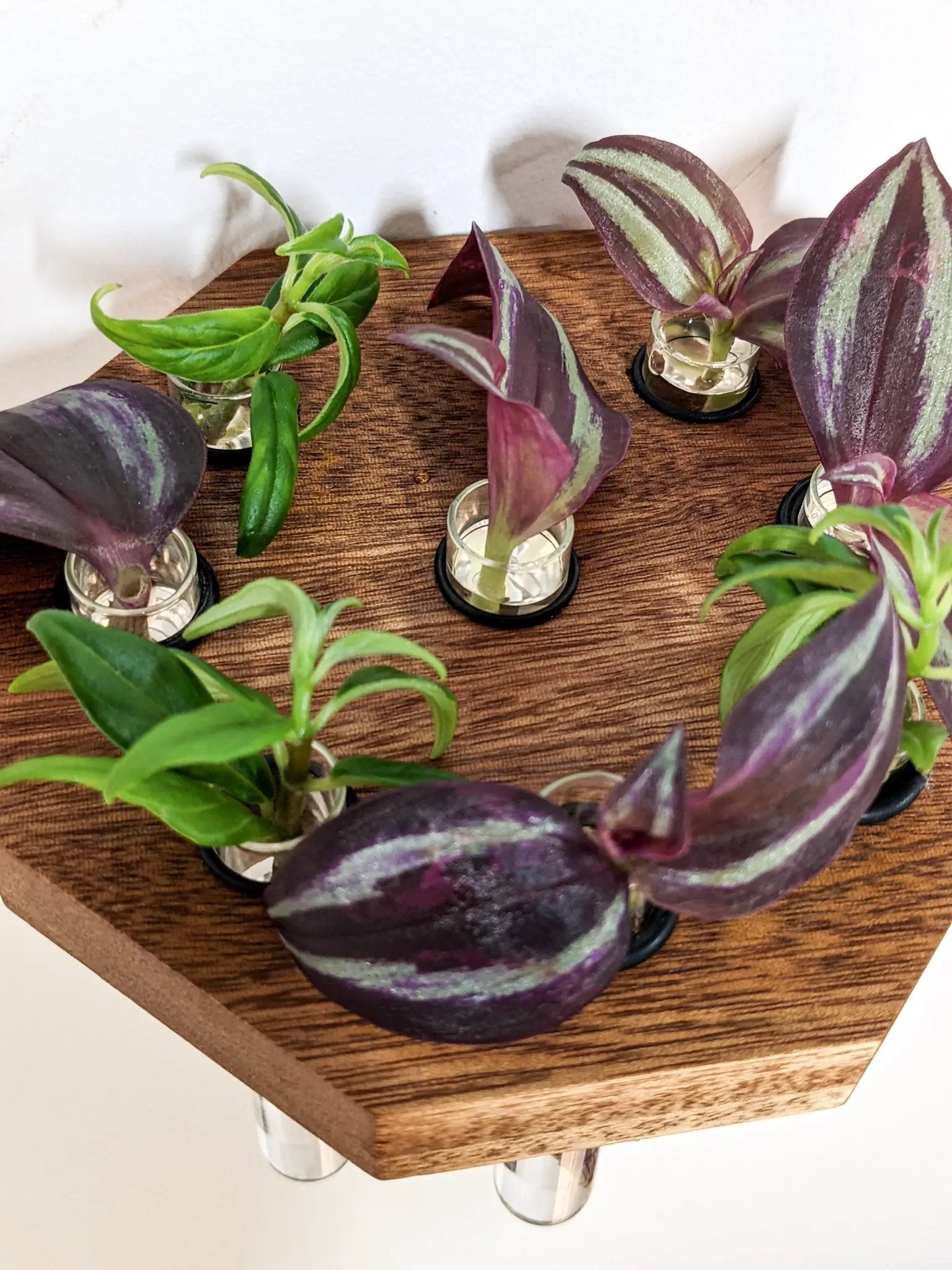 Octagon Propagation Station Shelf for Plant Cuttings by NookWoodworking