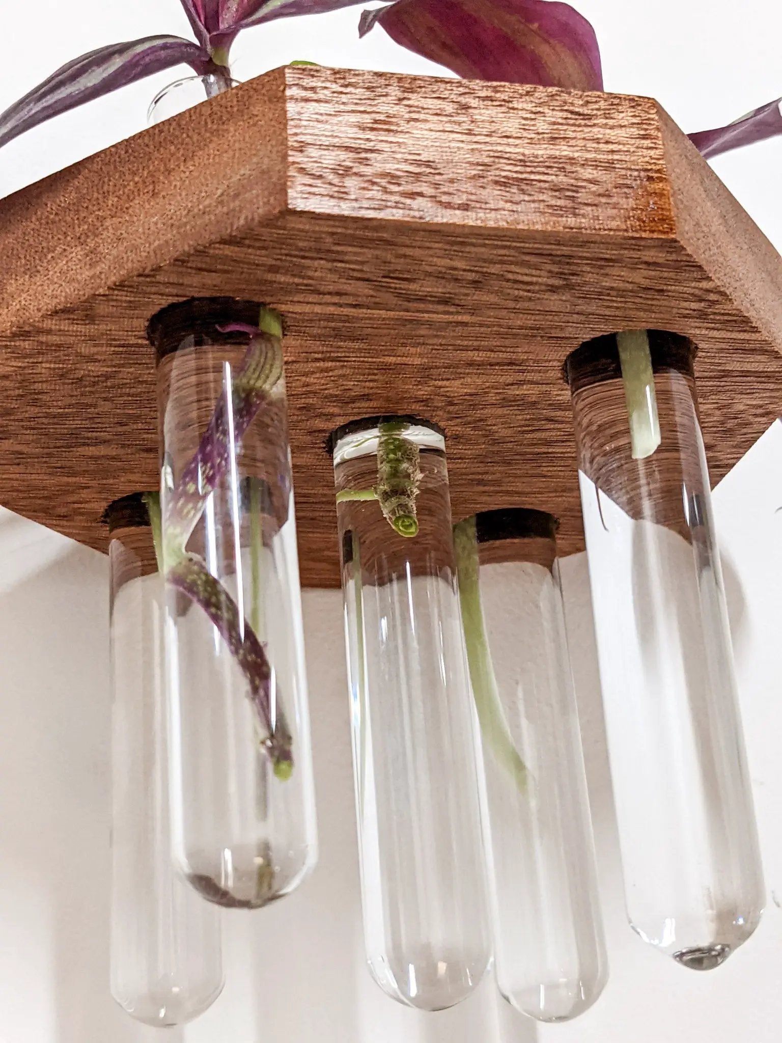 Octagon Propagation Station Shelf for Plant Cuttings by NookWoodworking