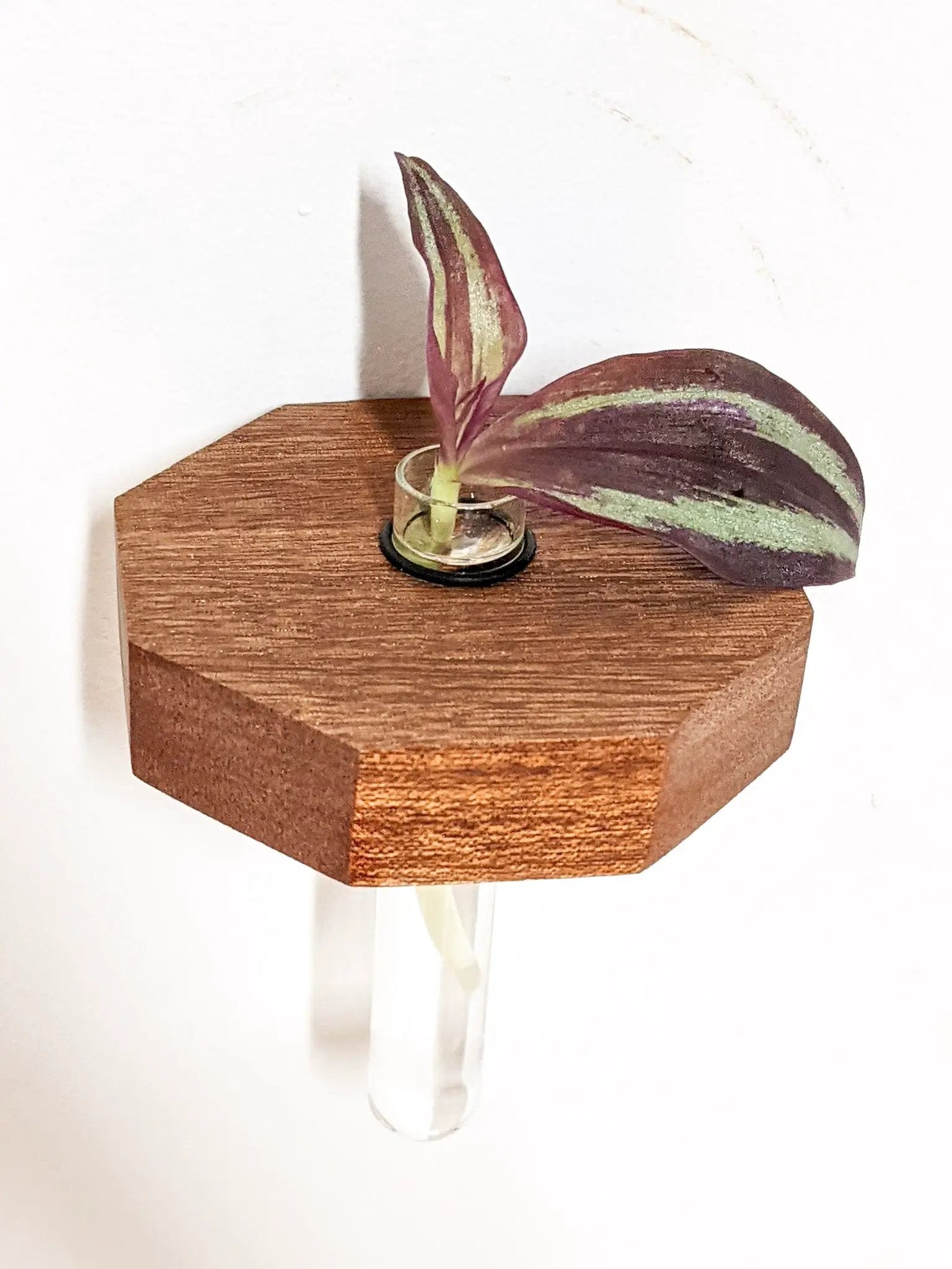 Octagon Propagation Station Shelf for Plant Cuttings by NookWoodworking