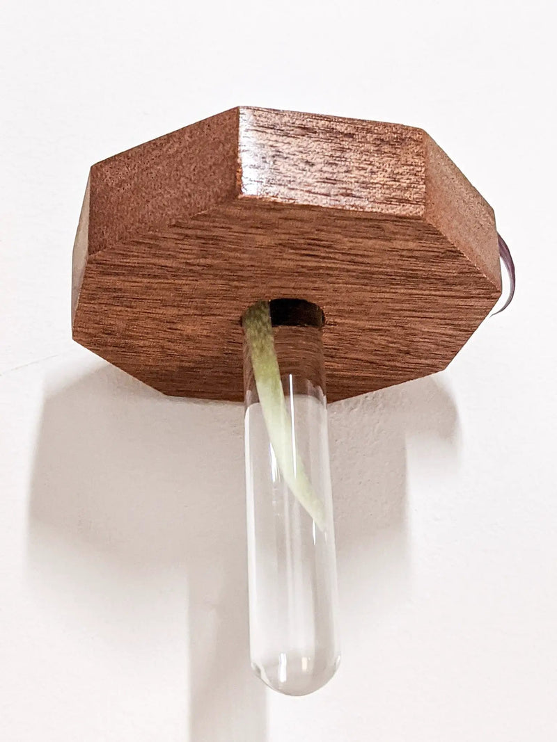 Octagon Propagation Station Shelf for Plant Cuttings by NookWoodworking