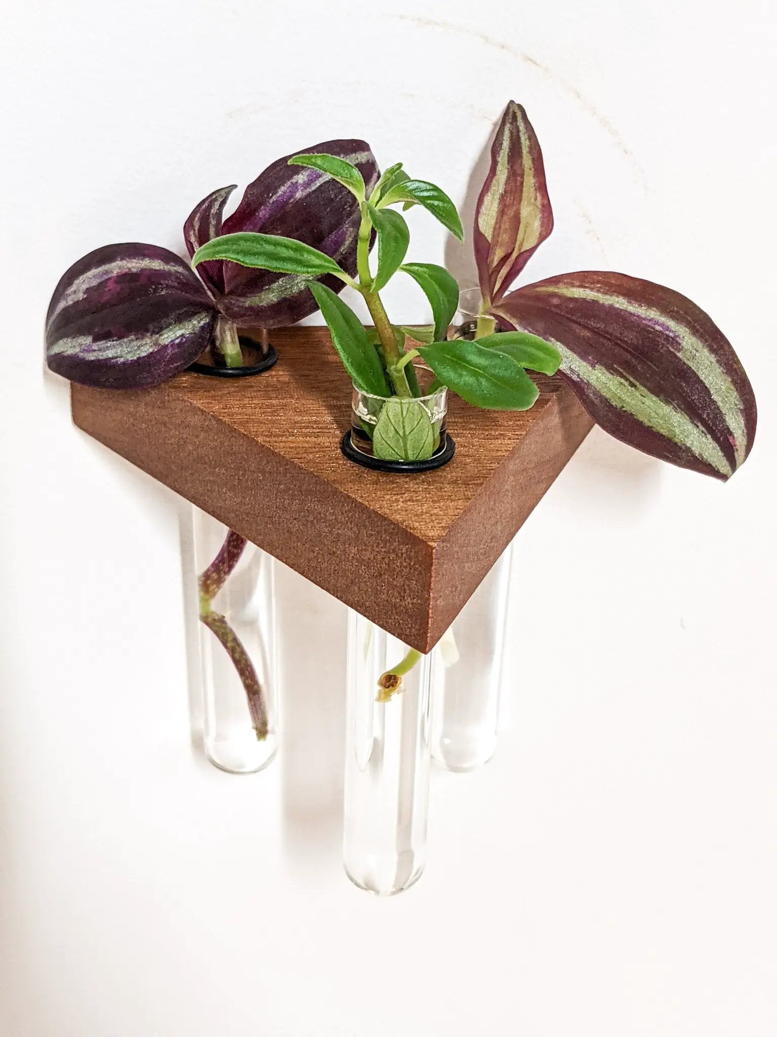 Triangle Propagation Station Shelf for Plant Cuttings by NookWoodworking