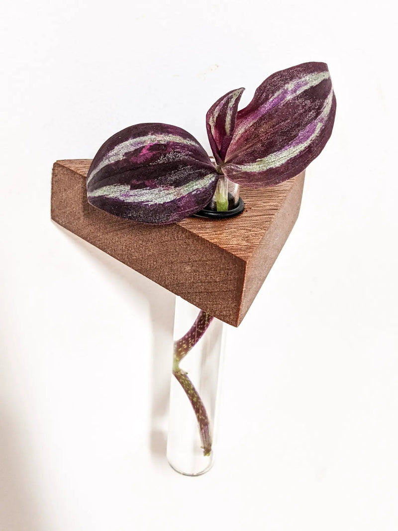 Triangle Propagation Station Shelf for Plant Cuttings by NookWoodworking