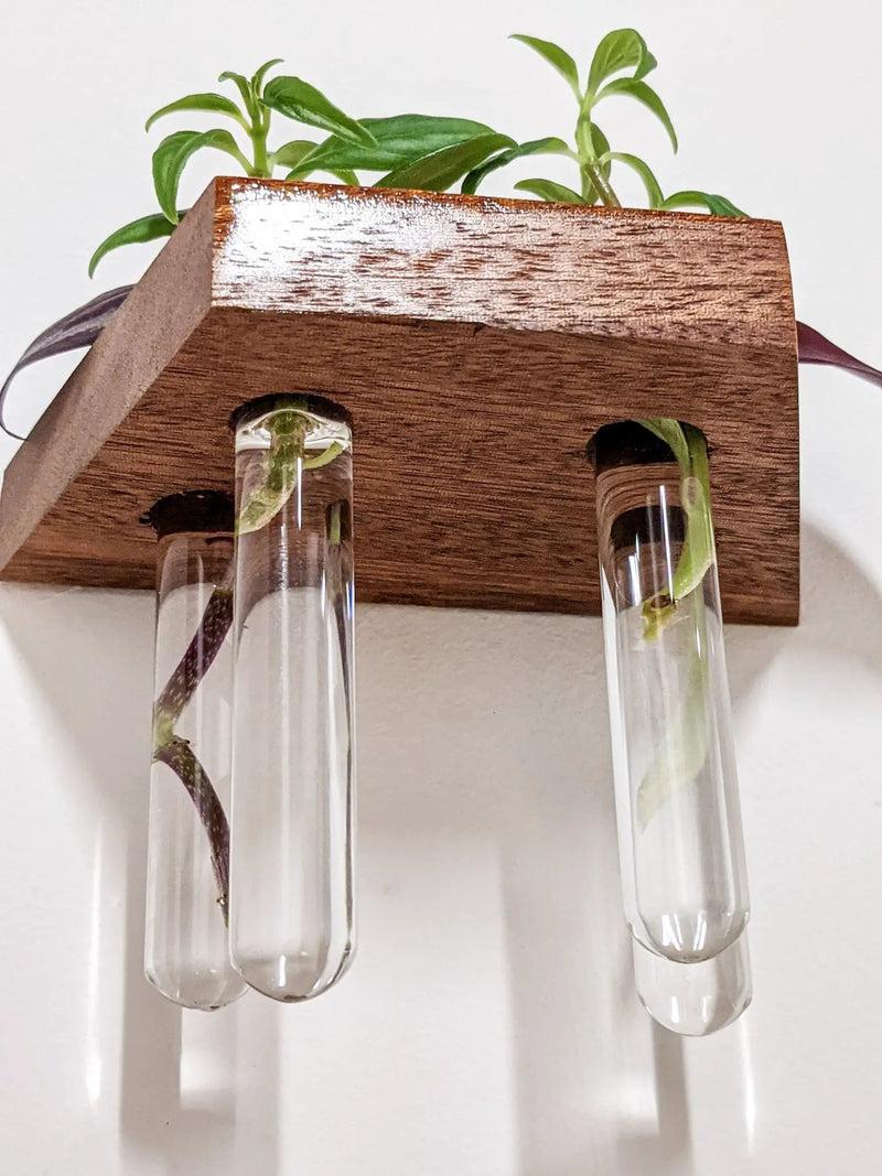 Trapezoid Propagation Station Shelf for Plant Cuttings by NookWoodworking
