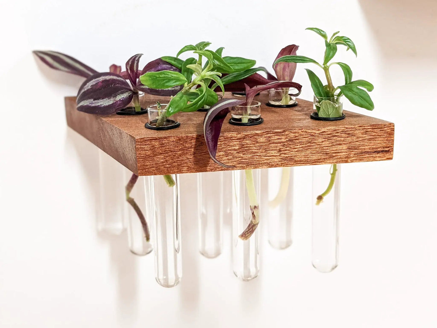 Rhombus Propagation Station Shelf for Plant Cuttings by NookWoodworking