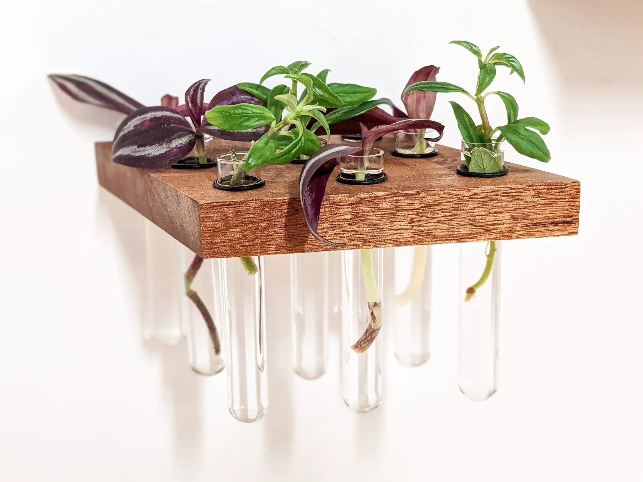 Rhombus Propagation Station Shelf for Plant Cuttings by NookWoodworking