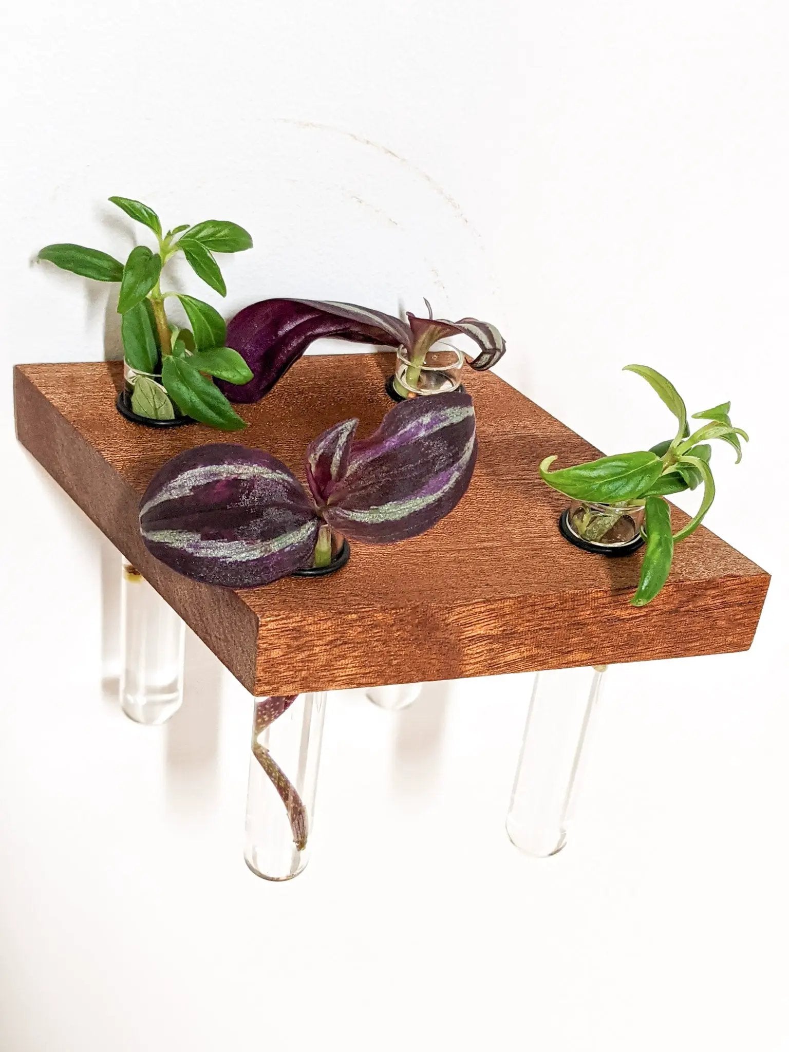Rhombus Propagation Station Shelf for Plant Cuttings by NookWoodworking