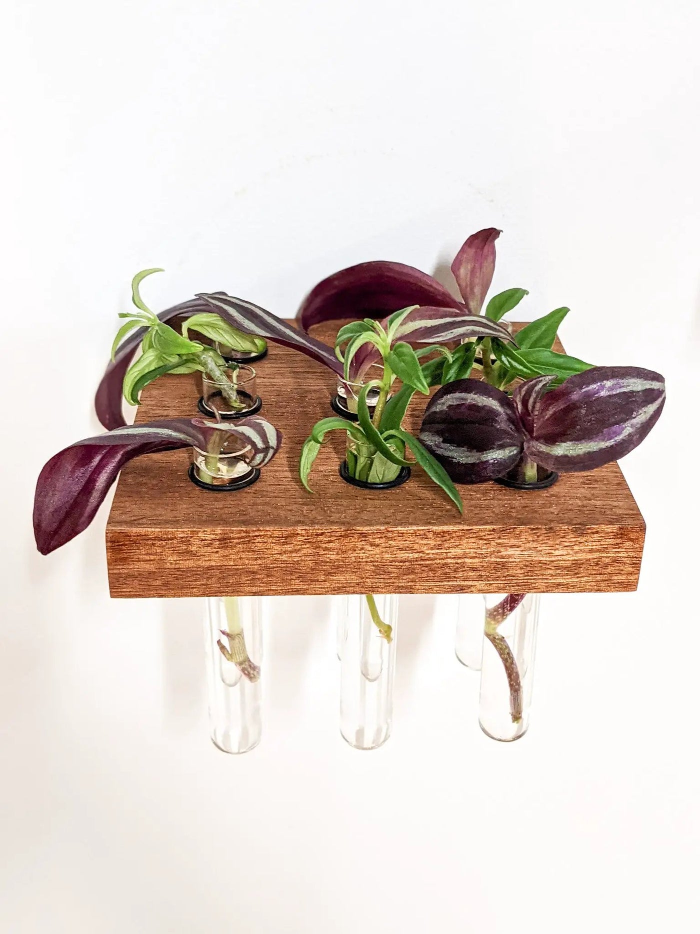 Square Propagation Station Shelf for Plant Cuttings by NookWoodworking