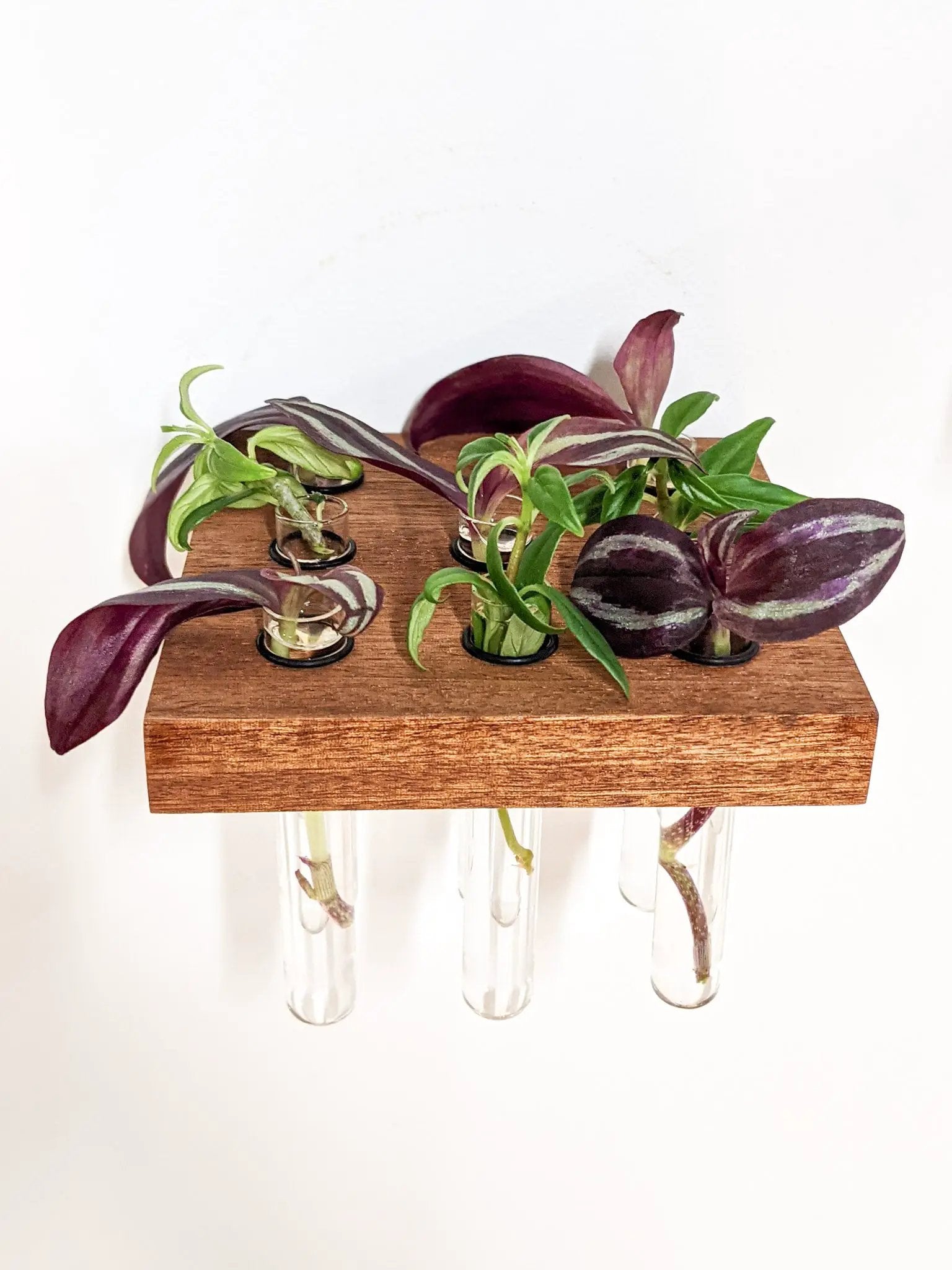 Square Propagation Station Shelf for Plant Cuttings by NookWoodworking