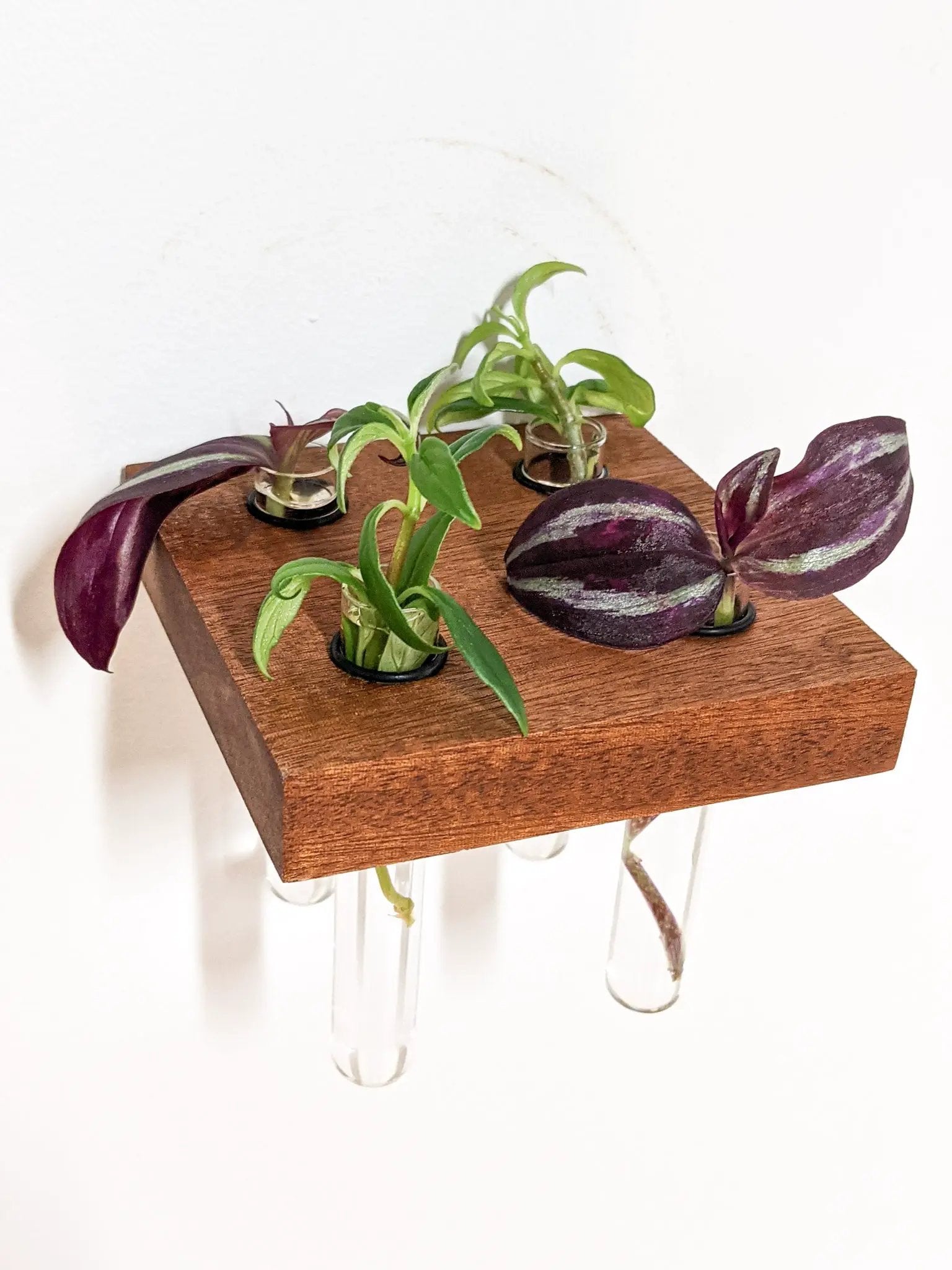 Square Propagation Station Shelf for Plant Cuttings by NookWoodworking