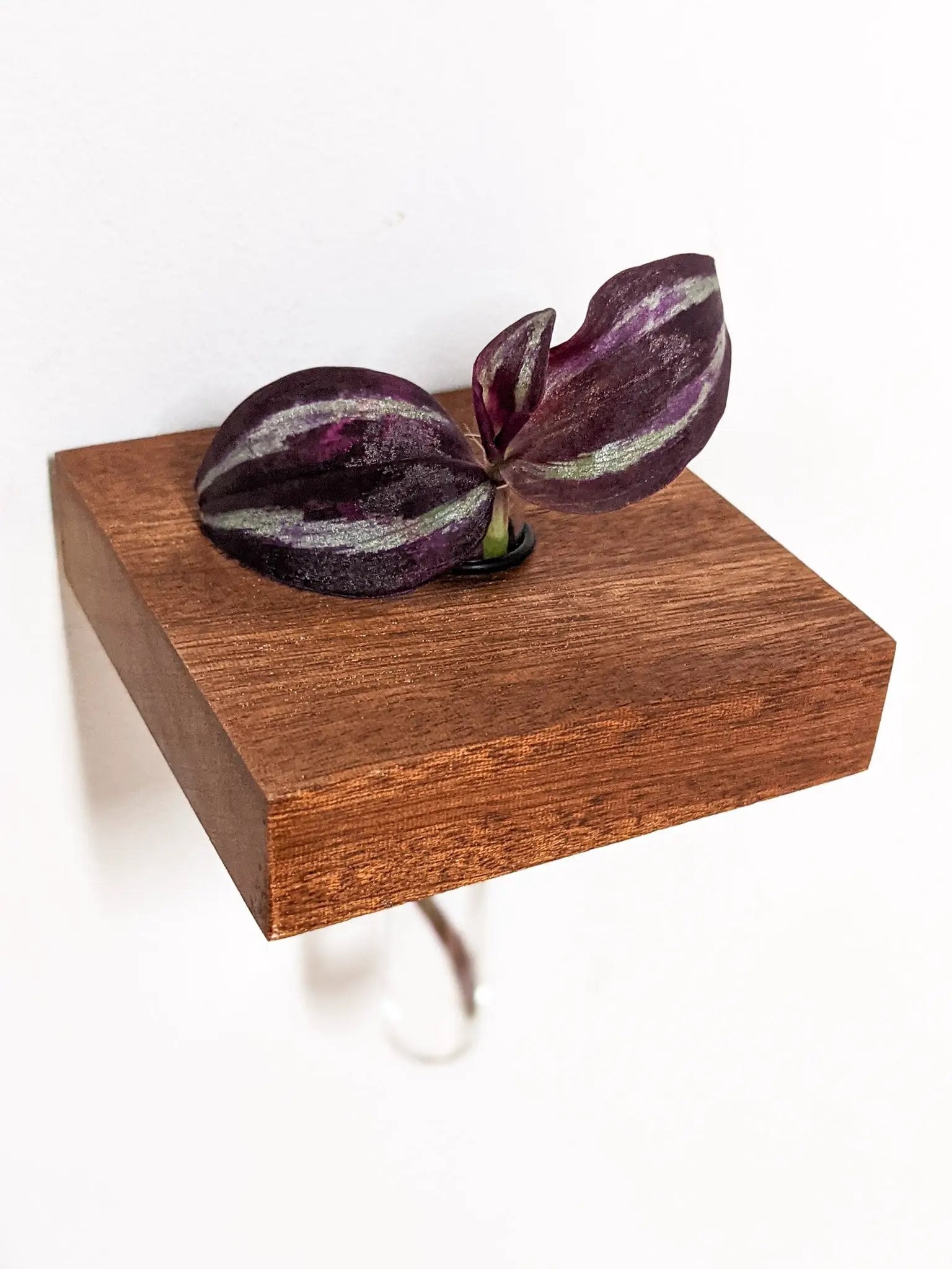 Square Propagation Station Shelf for Plant Cuttings by NookWoodworking